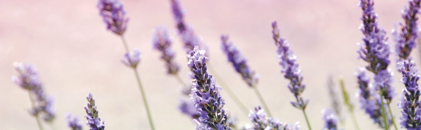 Sylvia Gawlik - Telefon-Life-Coaching